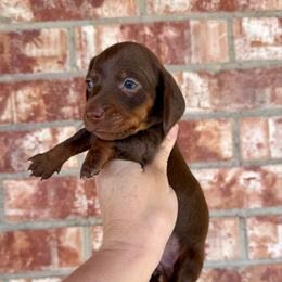 Doc Holiday - Chocolate and tan male Dachshund puppy in Deming, New Mexico from FoxieDoxies of New Mexico