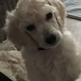 Poodle Puppies from Firebrook Poodles