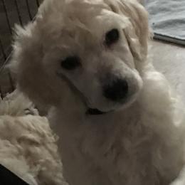 Poodle Puppies from Firebrook Poodles