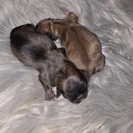 Maylee boy 2 - Fawn sable male Pekingese puppy in Maurice, Louisiana from Stephanie's Bayou Pekingese