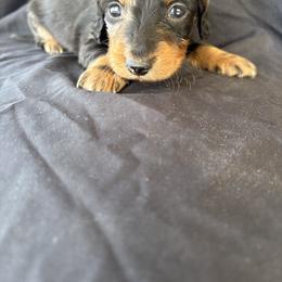Boy 1 - Dapple male Dachshund puppy in Tonopah, Arizona from Brandie's Dachshunds