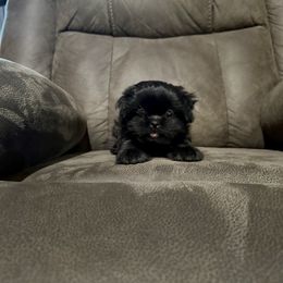 Pebble - Black female Shih Tzu puppy in Running Springs, California from Amanda's Shih Tzus