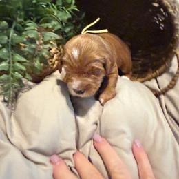 Charlie - Apricot female Goldendoodle puppy in Nashville, Tennessee from Tumbling Creek GoldenDoodles