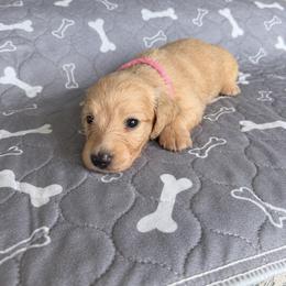 Rosalie - Cream female Dachshund puppy in Molino, Florida from Dooney's Dachshunds