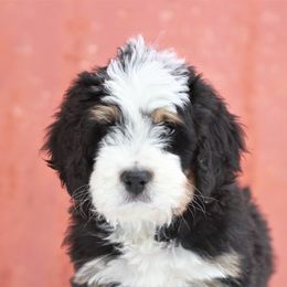 Bernedoodle Puppies from Richardville Hunde