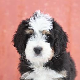 Bernedoodle Puppies from Richardville Hunde