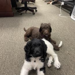 Labradoodle Puppies from CC Labradoodles
