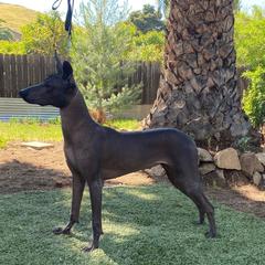 Bakura - Xoloitzcuintli