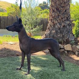 Bakura - Xoloitzcuintli