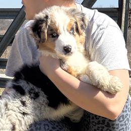 Emmy Lou - Australian Shepherd