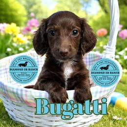 BUGATTI - Chocolate male Dachshund puppy in Columbia, Louisiana from Diamond 5R Ranch AKC & CKC Miniature Dachshunds
