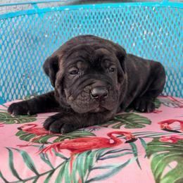 Orange collar - Chestnut brindle male Cane Corso puppy in Tucson, Arizona from Cane Corso Friends