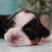 Potato - Cavatzu puppy from Villanueva Puppies