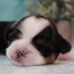 Potato - Cavatzu puppy from Villanueva Puppies