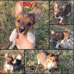 Taco - Red male Companion Cross puppy in Andersonville, Tennessee from Working W Kennels