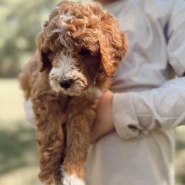 Tucks - Red  male Poodle puppy in Mount Vernon, Illinois from Autumn Powell