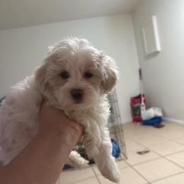 Charles - White male Maltipoo puppy in Santaquin, Utah from Willow & Wag Farm