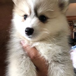 Pomsky Puppies from My Perfect Pomsky Pet