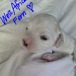 Maltipoo Puppies from Missy's Little Garden