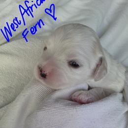 Maltipoo Puppies from Missy's Little Garden