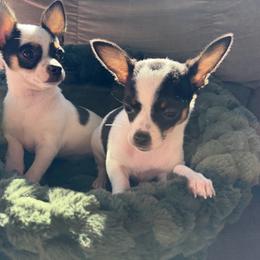 Annie - Black and white female Chihuahua puppy in Amity, Pennsylvania from Rhoda and Verna