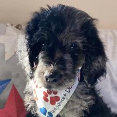 Double Doodles and Goldendoodles from Red White and Doodle