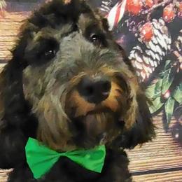 Bernedoodles from Carolina Ocando