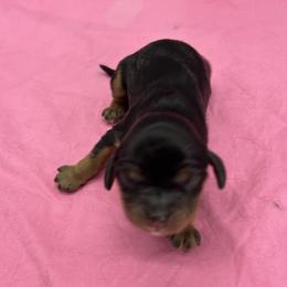 Lily - Black and tan female Cavalier King Charles Spaniel puppy in Burke, New York from Patti’s Puppies