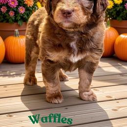 Waffles - Sable male Aussiedoodle puppy in Ellenburg Center, New York from Kristin's Puppies