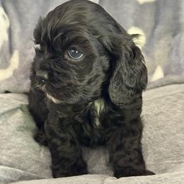 Purple - Black and white female Cocker Spaniel puppy in Hayward, California from Villa Coco