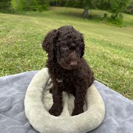 Truffle - Brown male Poodle puppy in Atlanta, Georgia from Wilkins Farm