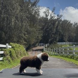 Fleur - Red & white female Miniature American Shepherd puppy in Kamuela On The Big Island, Hawaii from Royal Hawaiian Aussies LLC