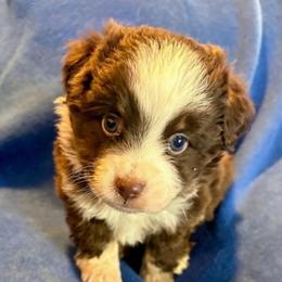 Murphy - Red tri male Toy Australian Shepherd puppy in Union Grove, North Carolina from Grove Farm