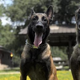 Belgian Malinois from Morning Star Malinois