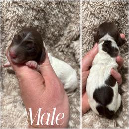 Snickers AKC - Chocolate and tan male Dachshund puppy in Osage, Oklahoma from Vandruff Creek Mini Dachshunds