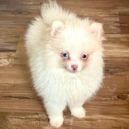 Knuckles - Beaver male Pomeranian puppy in Stroud, Oklahoma from Laik’s Little Shihtz & Poms