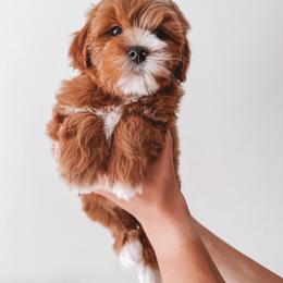 Honey (Pink) - Red  female Goldendoodle puppy in Beaverton, Oregon from Henry Elliots