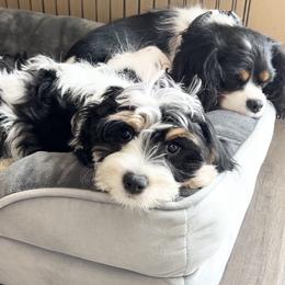 Cavapoo Puppies from Joyler Puppies