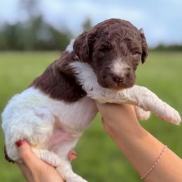 Clover (Red Collar Male) - Parti male Poodle puppy in Jasper, Georgia from Harrington Doodles & Poodles