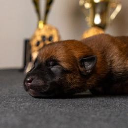 Belgian Malinois Puppies from Nebraska K9