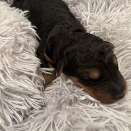 Black - Black and tan male Airedale Terrier puppy in Huntersville, North Carolina from Cool Hand Luke Kennels