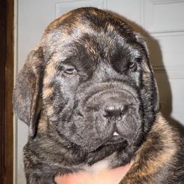 Benny - Brindle male Mastiff puppy in Carthage, Missouri from Mama’s Mastiffs
