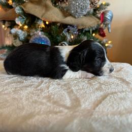 Cowboy - Black and cream male Dachshund puppy in Lincoln, Arkansas from Red Dirt Dachshunds