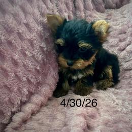 Lady - Black and gold female Yorkshire Terrier puppy in Ocala, Florida from Top Notch Pupz