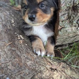 Boy 2 - male Toy Australian Shepherd puppy in Howell, Michigan from Our Family Toy Aussies of Michigan