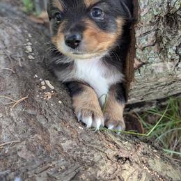 Boy 2 - male Toy Australian Shepherd puppy in Howell, Michigan from Our Family Toy Aussies of Michigan