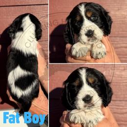 Fat Boy - Black white and tan male English Springer Spaniel puppy in Fond Du Lac, Wisconsin from Clucking Homestead Springers & Dachshunds
