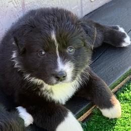 Bronco - Black & white female Miniature Australian Shepherd puppy in Lowgap, North Carolina from Ramblin’ Rose Mini's