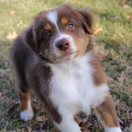 Boy 2 "Chili Powder" - Red Australian Shepherd puppy in Manhattan, Kansas from Dockside Australian Shepherds