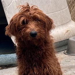 Dodge - Goldendoodle